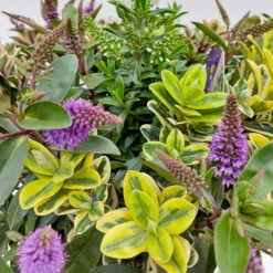 Hebe 'Quattro', Bunt, Topf-Ø 23 Cm, Höhe Ca. 40 Cm 13 Hebe 'Quattro', Bunt, Topf-Ø 23 Cm, Höhe Ca. 40 Cm -Stihl Pflanzen Verkauf 0690190020 Hebe Addenda T23 Quattro 5 114001