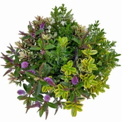 Hebe 'Quattro', Bunt, Topf-Ø 23 Cm, Höhe Ca. 40 Cm 12 Hebe 'Quattro', Bunt, Topf-Ø 23 Cm, Höhe Ca. 40 Cm -Stihl Pflanzen Verkauf 0690190020 Hebe Addenda T23 Quattro 9 114129