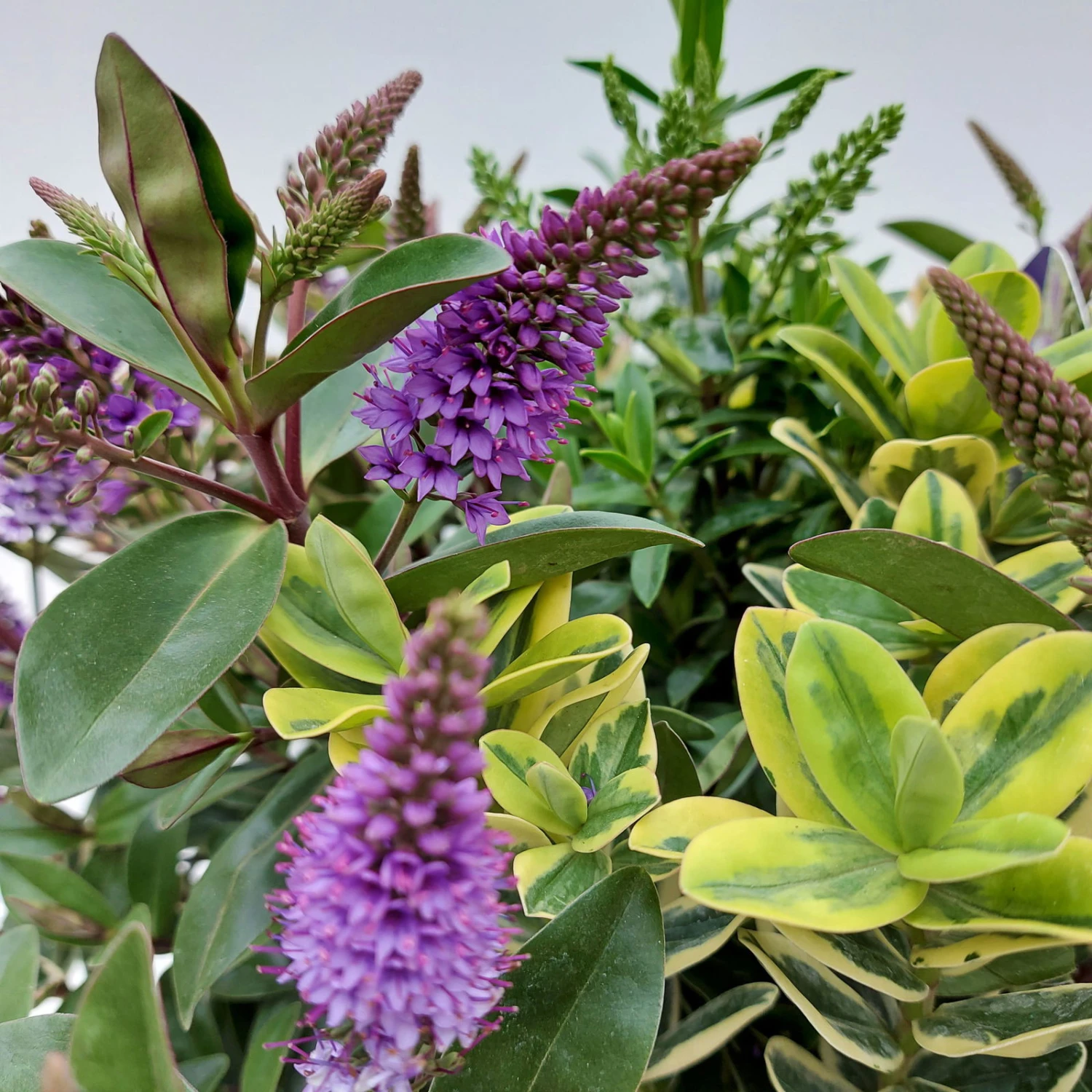 Hebe 'Quattro', Bunt, Topf-Ø 23 Cm, Höhe Ca. 40 Cm 6 Hebe 'Quattro', Bunt, Topf-Ø 23 Cm, Höhe Ca. 40 Cm – Bild 6