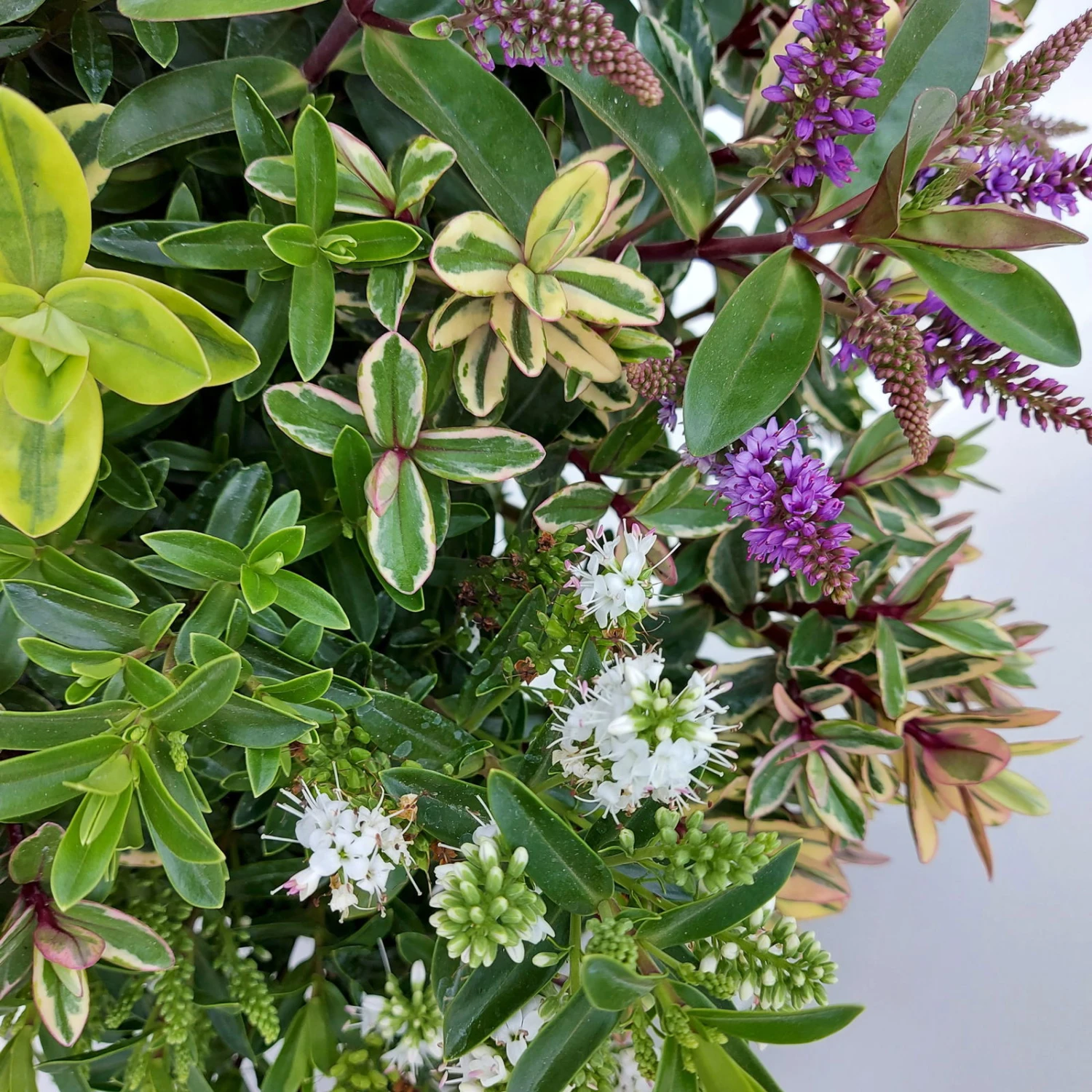 Hebe 'Quattro', Bunt, Topf-Ø 23 Cm, Höhe Ca. 40 Cm 7 Hebe 'Quattro', Bunt, Topf-Ø 23 Cm, Höhe Ca. 40 Cm – Bild 7