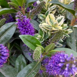 Hebe 'Duo Twin' Bunt, Topf-Ø 23 Cm -Stihl Pflanzen Verkauf 0690190079 Hebe Addenda T23 Duo gruen bunt 8 114151