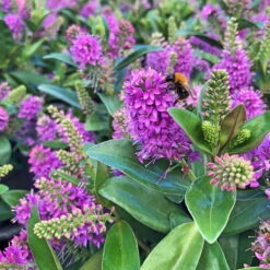 Hebe Farbe Zufällig, Topf-Ø 23 Cm 12 Hebe Farbe Zufällig, Topf-Ø 23 Cm -Stihl Pflanzen Verkauf 0690190095 Koelle Hebe Addenda T23 in Farben 2 113660