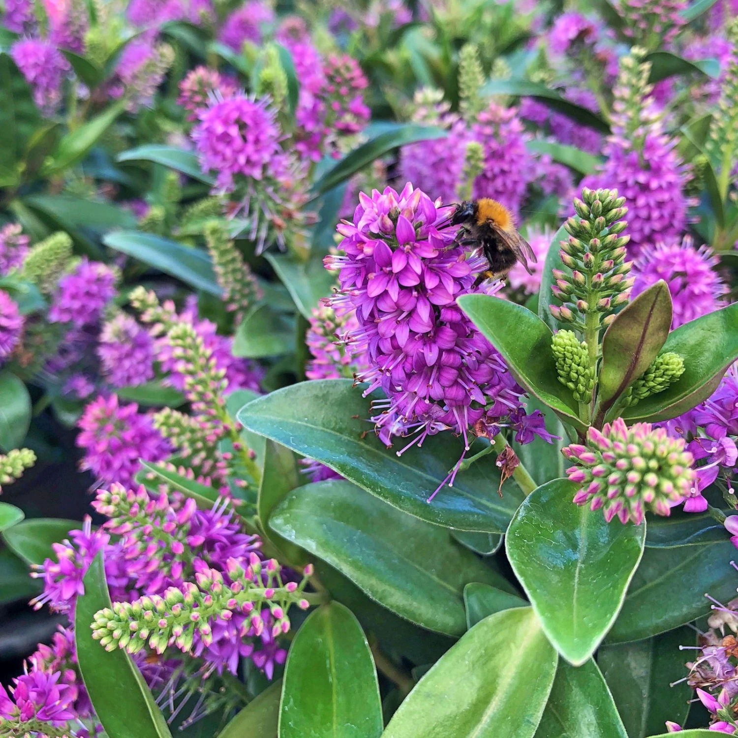 Hebe Farbe Zufällig, Topf-Ø 23 Cm 3 Hebe Farbe Zufällig, Topf-Ø 23 Cm – Bild 3
