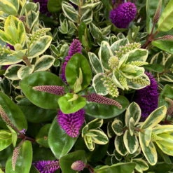 Hebe 'Duo Twin' Bunt, Topf-Ø 23 Cm -Stihl Pflanzen Verkauf 0690190117 Koelle Hebe Duo Twin T23 zweifarbig WS 2 95912