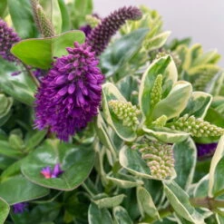 Hebe 'Duo Twin' Bunt, Topf-Ø 23 Cm -Stihl Pflanzen Verkauf 0690190117 Koelle Hebe Duo Twin T23 zweifarbig WS 6 95910