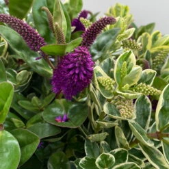 Hebe 'Duo Twin' Bunt, Topf-Ø 23 Cm -Stihl Pflanzen Verkauf 0690190117 Koelle Hebe Duo Twin T23 zweifarbig WS 7 95911