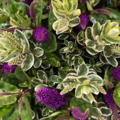 Hebe 'Duo Twin' Bunt, Topf-Ø 23 Cm -Stihl Pflanzen Verkauf 0690190117 Koelle Hebe Duo Twin T23 zweifarbig WS 8 95913