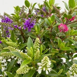 Hebe 'All Blooms®' Trio Rot-weiß-blau, Topf 17 Cm Ø 14 Hebe 'All Blooms®' Trio Rot-weiß-blau, Topf 17 Cm Ø -Stihl Pflanzen Verkauf 0690190153 Hebe All Blooms Trio T17 3 Farben pro Topf 10 114004