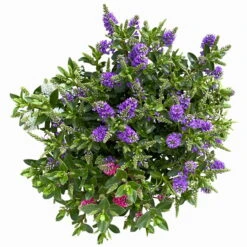 Hebe 'All Blooms®' Trio Rot-weiß-blau, Topf 17 Cm Ø 12 Hebe 'All Blooms®' Trio Rot-weiß-blau, Topf 17 Cm Ø -Stihl Pflanzen Verkauf 0690190153 Hebe All Blooms Trio T17 3 Farben pro Topf 4 114134