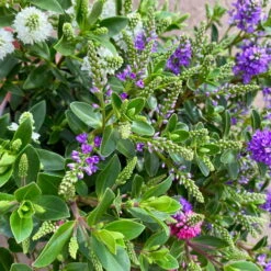 Hebe 'All Blooms®' Trio Rot-weiß-blau, Topf 17 Cm Ø 15 Hebe 'All Blooms®' Trio Rot-weiß-blau, Topf 17 Cm Ø -Stihl Pflanzen Verkauf 0690190153 Hebe All Blooms Trio T17 3 Farben pro Topf 5 114005