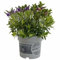 Hebe 'All Blooms®' Trio Rot-weiß-blau, Topf 17 Cm Ø 11 Hebe 'All Blooms®' Trio Rot-weiß-blau, Topf 17 Cm Ø -Stihl Pflanzen Verkauf 0690190153 Hebe All Blooms Trio T17 3 Farben pro Topf 7 114133