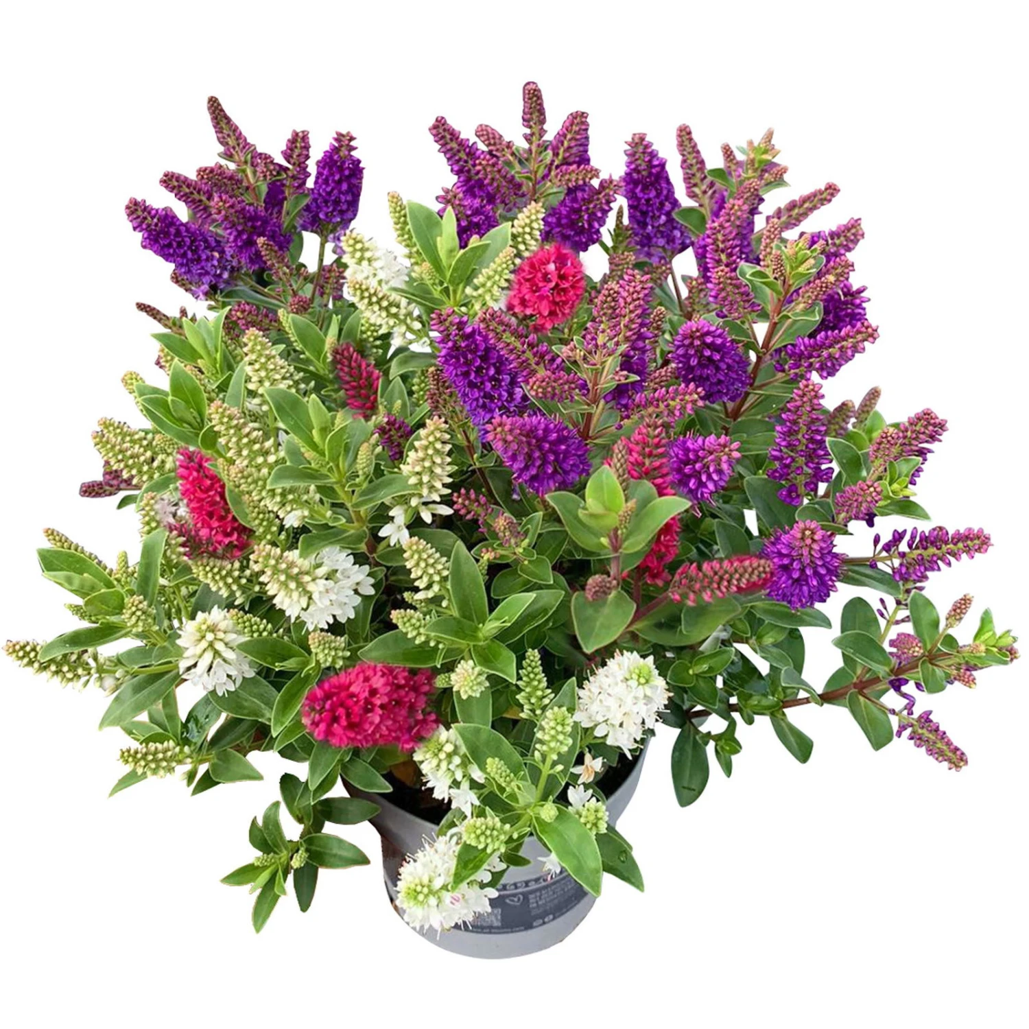 Hebe 'All Blooms®' Trio Rot-weiß-blau, Topf 17 Cm Ø 2 Hebe 'All Blooms®' Trio Rot-weiß-blau, Topf 17 Cm Ø – Bild 2