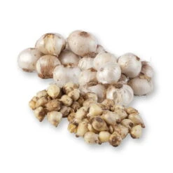 Zierlauchpaket 70 Alliumzwiebeln -Stihl Pflanzen Verkauf 0720800124 koelles beste allium kollektion zierlauch verschiedene sorten 70stueck gesamt 2673