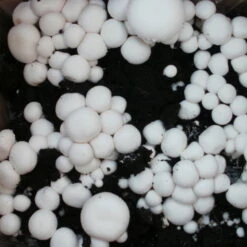 Bio Fertig-Pilzzuchtset Champignon -Stihl Pflanzen Verkauf 0740400018 BIO Fertig Pilzzuchtset Champignon 2 32242