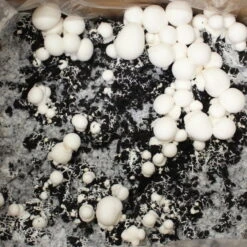 Bio Fertig-Pilzzuchtset Champignon -Stihl Pflanzen Verkauf 0740400018 BIO Fertig Pilzzuchtset Champignon 32241