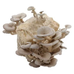 Bio Home Pilzzuchtset Für Austernpilze -Stihl Pflanzen Verkauf 0740400024 BIO Home Pilzzuchtset Austernpilz 2 32252