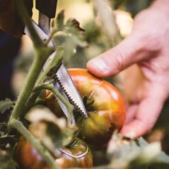 Gemüseschere Solid™ SP240, Schwarz/orange, Ca. 20 X 2 X 9 Cm -Stihl Pflanzen Verkauf 0920300733 solid gemuese schere sp240 5 1 118064