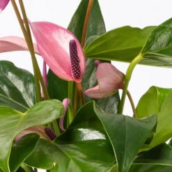 Anthurie 'Water Roots' Rosa, Sorte 'Zizou', In Glasvase 12cm Ø, Ohne Erde -Stihl Pflanzen Verkauf 1530103038 Anthurie Zizou rosa in Glasvase 3 108121