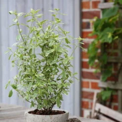 Bio Pfirsichsalbei, Topf-Ø 12 Cm, 3er-Set -Stihl Pflanzen Verkauf 1610200316 Blu Bio Pfirsichsalbei T12 3er Set Salvia greggii variegata 4 109602