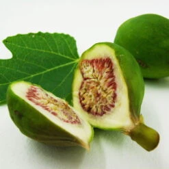 Bio Feigenbaum, Topf-Ø 12 Cm, 2er-Set -Stihl Pflanzen Verkauf 1620330086 Blu Bio Feige 2er Set 4 109477