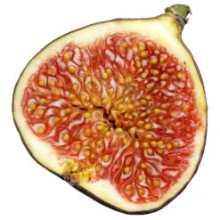 Bio Feigenbaum, Topf-Ø 12 Cm, 2er-Set -Stihl Pflanzen Verkauf 1620330086 Blu Bio Feige 2er Set 6 109478