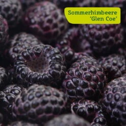 Himbeer-Set 'Dunkle Früchtchen', 4er-Set, Topf Je 2 Liter 8 Himbeer-Set 'Dunkle Früchtchen', 4er-Set, Topf Je 2 Liter -Stihl Pflanzen Verkauf sommerhimbeere glen coe 78199