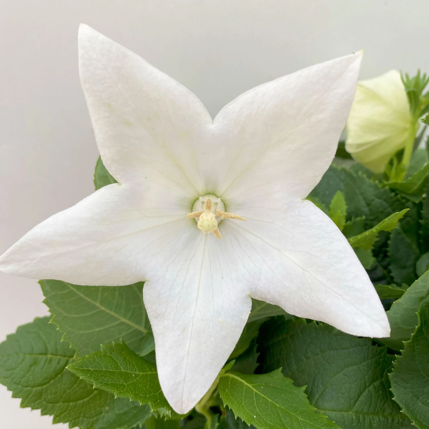 Titelseite -Stihl Pflanzen Verkauf 0319200084 Platycodon grandiflorus weiss 6er Set T12 2 111457