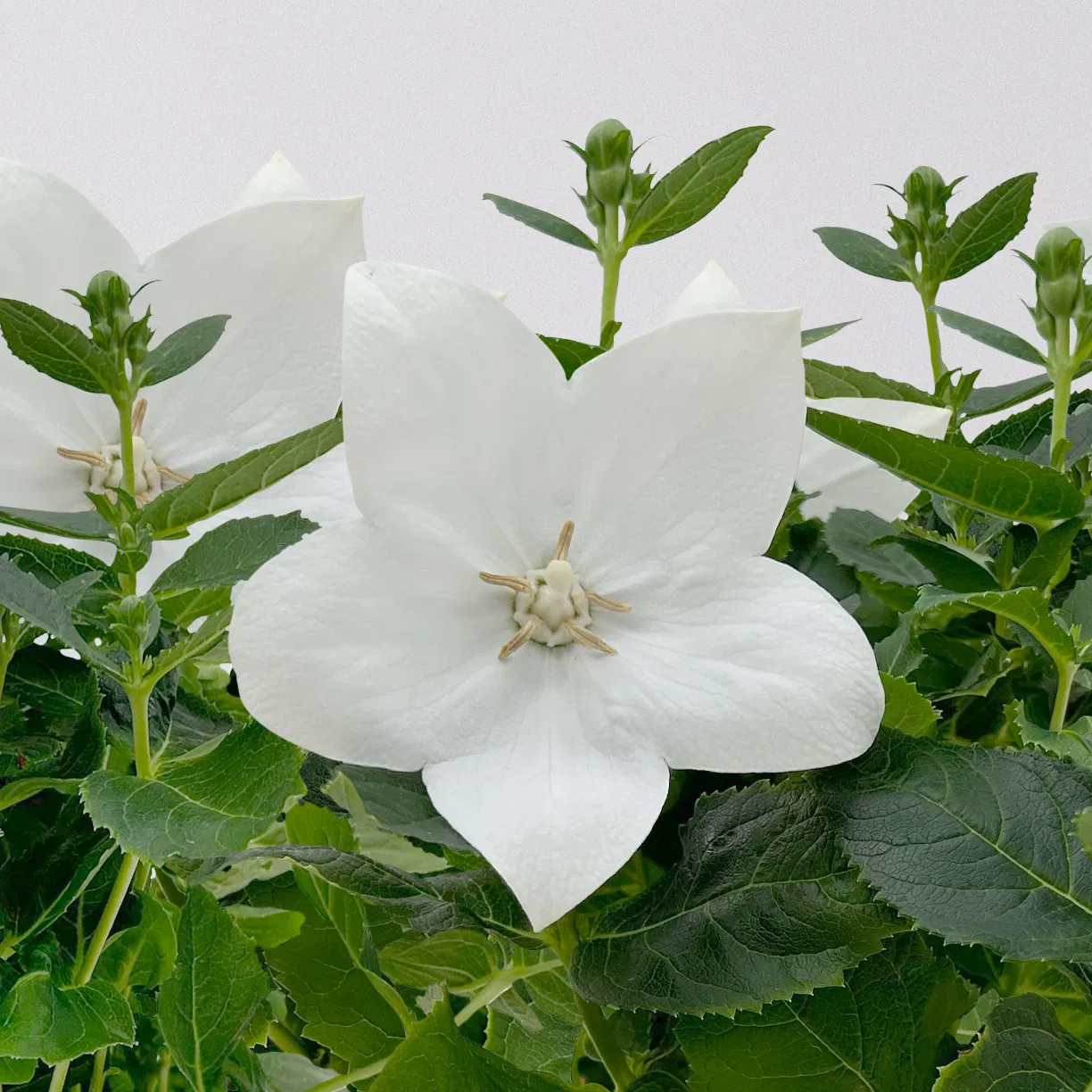 Titelseite -Stihl Pflanzen Verkauf 0319200084 Platycodon grandiflorus weiss T12 6er 2 138115