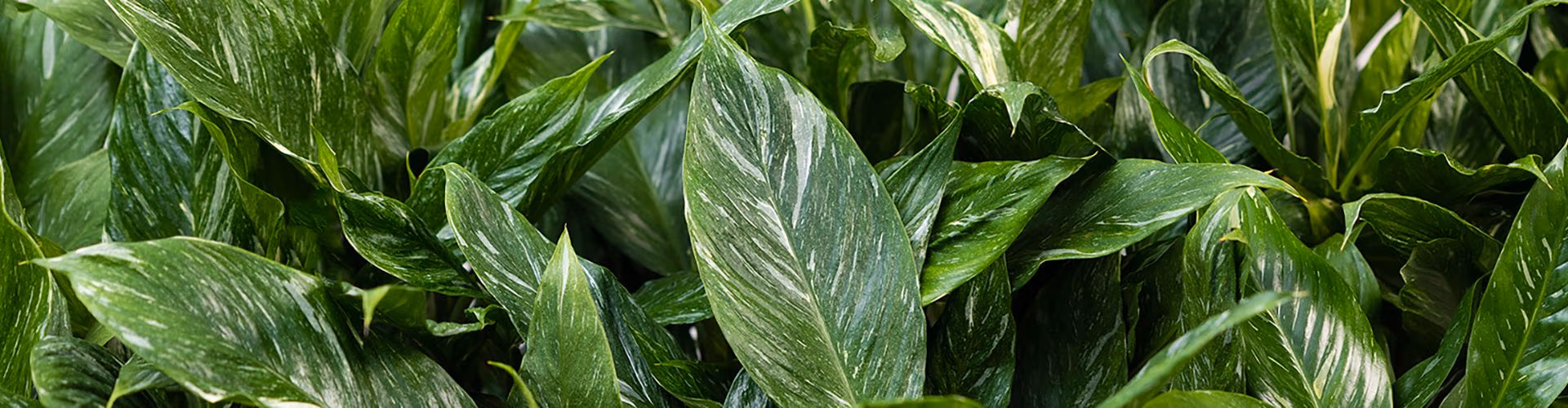 Titelseite -Stihl Pflanzen Verkauf 361941b165eb4217dc9e4016fcd17e0c