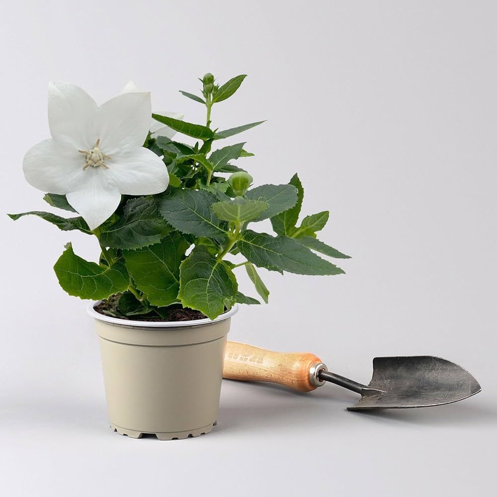 Titelseite -Stihl Pflanzen Verkauf 71mtg TV02L. UF10001000 QL80